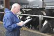 Assessing dairy cows